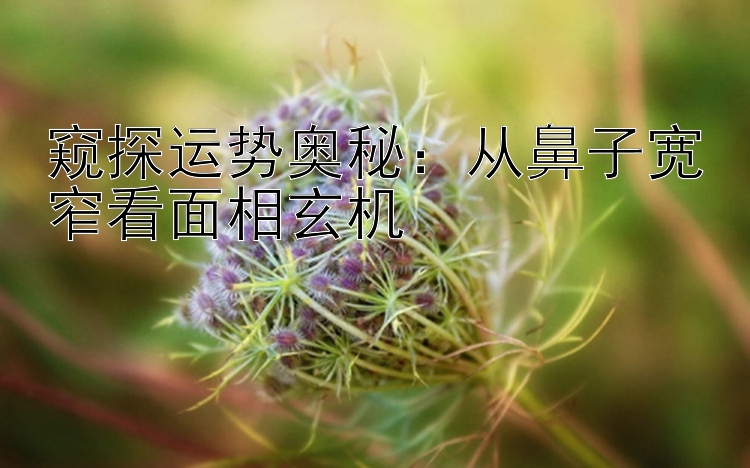 窥探运势奥秘：从鼻子宽窄看面相玄机